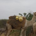 Camels and Donkeys in Ijara, 2011.jpg